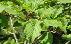 Arnold Promise Witch Hazel - 3 Gallon Pot -Wilson Bros Gardens Shop hamamelis intermedia arnolds promise witch hazel 8 1