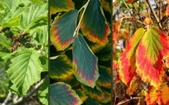 Arnold Promise Witch Hazel - 3 Gallon Pot -Wilson Bros Gardens Shop hamamelis intermedia arnolds promise witch hazel 9 1