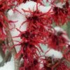 Diane Red Witch Hazel (Hamamelis X Intermedia) - 3 Gallon Pot