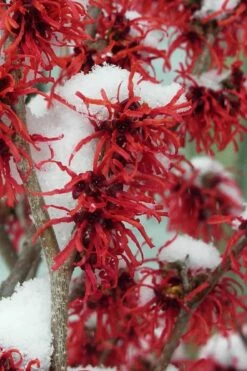 Diane Red Witch Hazel (Hamamelis X Intermedia) - 3 Gallon Pot