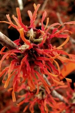 Diane Red Witch Hazel (Hamamelis X Intermedia) - 7 Gallon Pot -Wilson Bros Gardens Shop hamamelis intermedia diane witch hazel 2