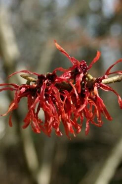 Diane Red Witch Hazel (Hamamelis X Intermedia) - 7 Gallon Pot -Wilson Bros Gardens Shop hamamelis intermedia diane witch hazel 4