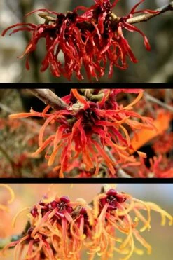 Diane Red Witch Hazel (Hamamelis X Intermedia) - 5 Gallon Pot -Wilson Bros Gardens Shop hamamelis intermedia diane witch hazel 5 1