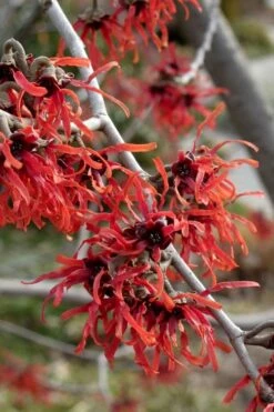 Diane Red Witch Hazel (Hamamelis X Intermedia) - 7 Gallon Pot -Wilson Bros Gardens Shop hamamelis intermedia diane witch hazel 6