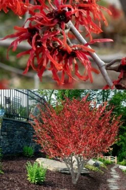 Diane Red Witch Hazel (Hamamelis X Intermedia) - 5 Gallon Pot -Wilson Bros Gardens Shop hamamelis intermedia diane witch hazel 8 1