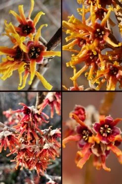 Ozark Witch Hazel (Hamamelis Vernalis) - 3 Gallon Pot -Wilson Bros Gardens Shop hamamelis veralis vernal ozark witch hazel 11