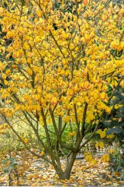 Ozark Witch Hazel (Hamamelis Vernalis) - 3 Gallon Pot -Wilson Bros Gardens Shop hamamelis veralis vernal ozark witch hazel 12
