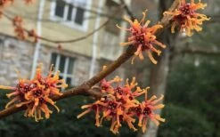 Ozark Witch Hazel (Hamamelis Vernalis) - 3 Gallon Pot -Wilson Bros Gardens Shop hamamelis veralis vernal ozark witch hazel 9