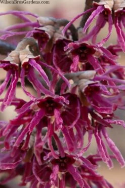 Amethyst Witch Hazel (Hamamelis Vernalis) - 7 Gallon Pot (3-4')