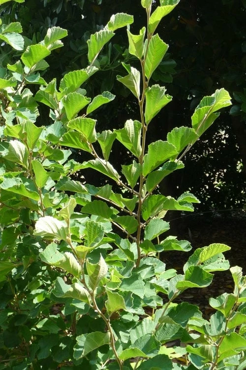 Amethyst Witch Hazel (Hamamelis Vernalis) - 7 Gallon Pot (3-4') 5 Amethyst Witch Hazel (Hamamelis Vernalis) - 7 Gallon Pot (3-4') - Image 5