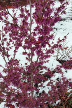 Amethyst Witch Hazel (Hamamelis Vernalis) - 7 Gallon Pot (3-4') 10 Amethyst Witch Hazel (Hamamelis Vernalis) - 7 Gallon Pot (3-4') -Wilson Bros Gardens Shop hamamelis vernalis amethyst witch hazel 4