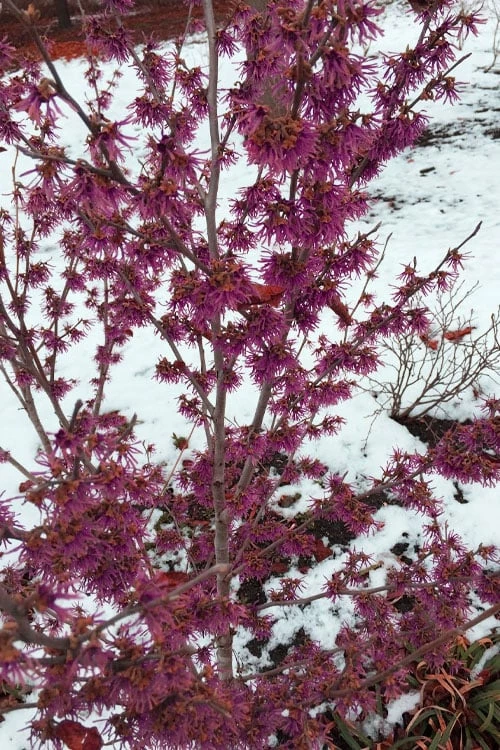 Amethyst Witch Hazel (Hamamelis Vernalis) - 7 Gallon Pot (3-4') 4 Amethyst Witch Hazel (Hamamelis Vernalis) - 7 Gallon Pot (3-4') - Image 4