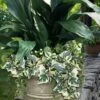 Variegated Algerian Ivy (Hedera Algeriensis 'Gloire De Marengo') - 18 Pack Of Pint Pots