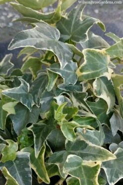 Ingelise English Ivy (Hedera) - 10 Pack Of 4" Pots -Wilson Bros Gardens Shop hedera helix ingelise english ivy 4