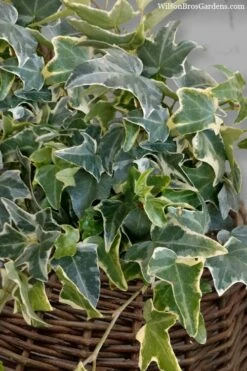 Ingelise English Ivy (Hedera) - 10 Pack Of 4" Pots -Wilson Bros Gardens Shop hedera helix ingelise english ivy 6