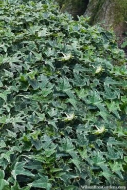 Ingelise English Ivy (Hedera) - 10 Pack Of 4" Pots -Wilson Bros Gardens Shop hedera helix ingelise english ivy 7