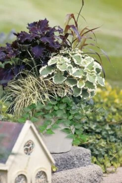 Teardrop Ivy (Hedera Helix) - 5 Pack Of Pint Pots -Wilson Bros Gardens Shop hedera helix teardrop ivy 101