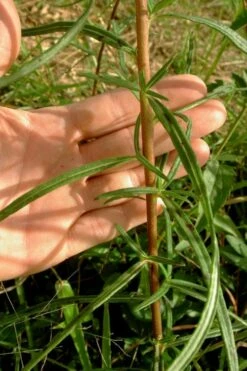 Swamp Sunflower (Helianthus Angustifolius) - 5 Pack Of Quart Pots -Wilson Bros Gardens Shop helianthus angustifolius swamp sunflower 10 3