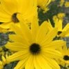 Swamp Sunflower (Helianthus Angustifolius) - 5 Pack Of Quart Pots