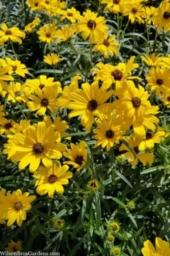 First Light Willowleaf Sunflower (Helianthus) - 1 Gallon Pot -Wilson Bros Gardens Shop helianthus first light willowleaf sunflower 2