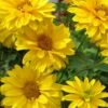 Summer Sun False Sunflower (Heliopsis Helianthoides) - 1 Gallon Pot