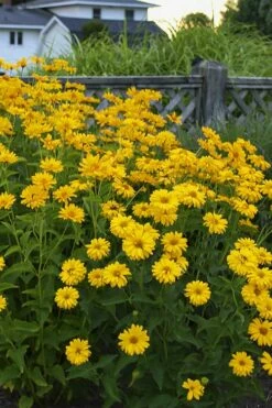 Summer Sun False Sunflower (Heliopsis Helianthoides) - 1 Gallon Pot -Wilson Bros Gardens Shop heliopsis helianthoides summer sun false sunflower 6