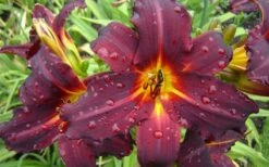 Chicago Blackout Daylily - 1 Gallon Pot -Wilson Bros Gardens Shop hemerocallis chicago blackout daylily 2
