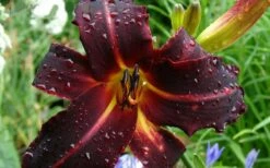Chicago Blackout Daylily - 1 Gallon Pot -Wilson Bros Gardens Shop hemerocallis chicago blackout daylily 3