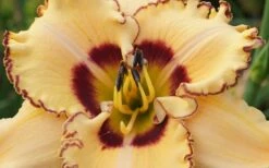 King Of Ages Daylily (Reblooming) - 1 Gallon Pot -Wilson Bros Gardens Shop hemerocallis king of ages daylily 3