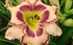 King Of Ages Daylily (Reblooming) - 1 Gallon Pot -Wilson Bros Gardens Shop hemerocallis king of ages daylily 5
