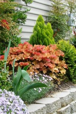 Caramel Heuchera (Villosa Hybrid) - 5 Pack Of Quart Pots -Wilson Bros Gardens Shop heuchera caramel 21 2