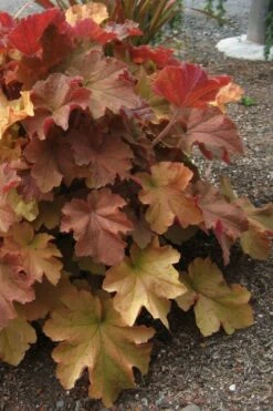 Caramel Heuchera (Villosa Hybrid) - 5 Pack Of Quart Pots -Wilson Bros Gardens Shop heuchera caramel 23 1