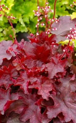 Fire Chief Heuchera (Coral Bells) - 1 Gallon Pot -Wilson Bros Gardens Shop heuchera fire chief 20 1