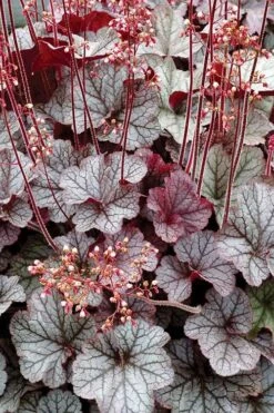 Northern Exposure Silver Heuchera - 1 Gallon Pot 10 Northern Exposure Silver Heuchera - 1 Gallon Pot -Wilson Bros Gardens Shop heuchera northern exposure silver 500x750 1