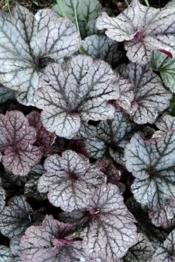 Northern Exposure Silver Heuchera - 1 Gallon Pot