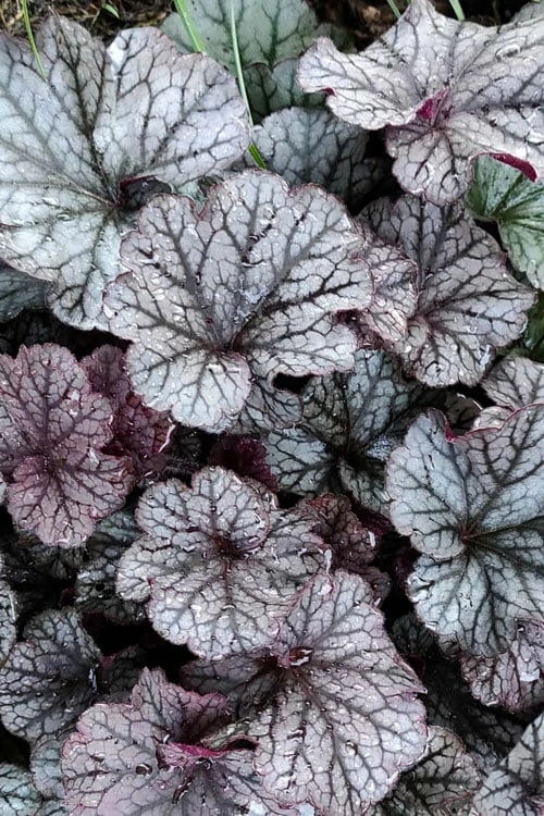 Northern Exposure Silver Heuchera - 1 Gallon Pot 1 Northern Exposure Silver Heuchera - 1 Gallon Pot
