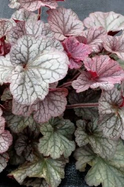 Northern Exposure Silver Heuchera - 1 Gallon Pot 9 Northern Exposure Silver Heuchera - 1 Gallon Pot -Wilson Bros Gardens Shop heuchera northern exposure silver coral bells 3