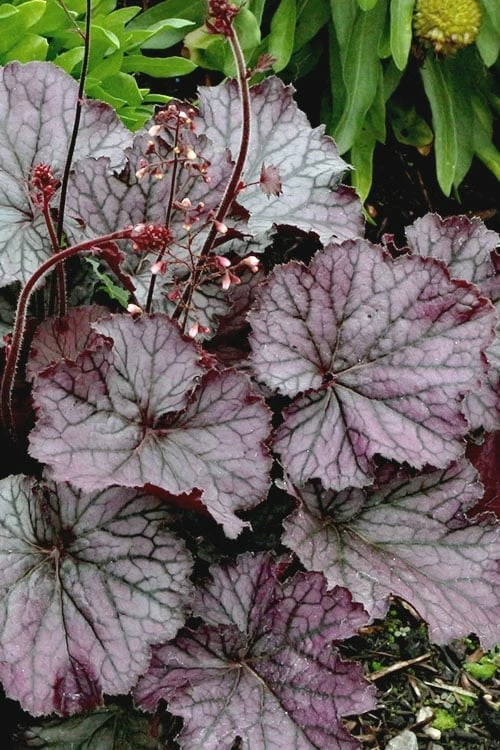 Northern Exposure Silver Heuchera - 1 Gallon Pot 6 Northern Exposure Silver Heuchera - 1 Gallon Pot - Image 6