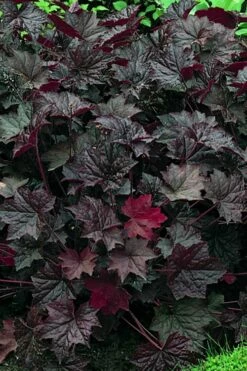 Palace Purple Heuchera (Coral Bells) - 1 Gallon Pot -Wilson Bros Gardens Shop heuchera palace purple 3 500x750 1