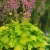 Pretty Pistachio Heuchera (Coral Bells) - 1 Gallon Pot