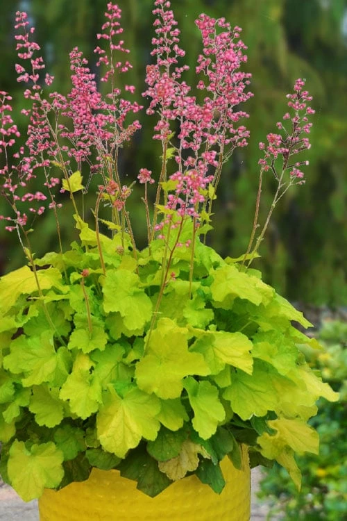 Pretty Pistachio Heuchera (Coral Bells) - 1 Gallon Pot 1 Pretty Pistachio Heuchera (Coral Bells) - 1 Gallon Pot