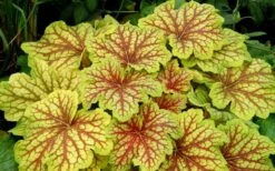 Red Lightning Heuchera - 1 Gallon Pot -Wilson Bros Gardens Shop heuchera red lightning 11