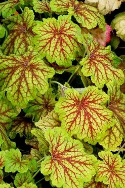 Red Lightning Heuchera - 1 Gallon Pot -Wilson Bros Gardens Shop heuchera red lightning 12