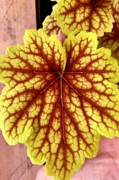 Red Lightning Heuchera - 1 Gallon Pot -Wilson Bros Gardens Shop heuchera red lightning 18