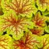 Red Lightning Heuchera - 1 Gallon Pot