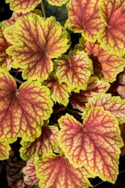 Red Lightning Heuchera - 1 Gallon Pot -Wilson Bros Gardens Shop heuchera red lightning 4