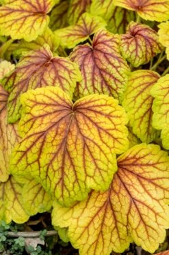 Red Lightning Heuchera - 1 Gallon Pot -Wilson Bros Gardens Shop heuchera red lightning 6