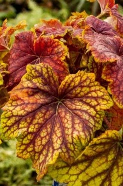 Red Lightning Heuchera - 5 Pack Quart Pots -Wilson Bros Gardens Shop heuchera red lightning 8 1
