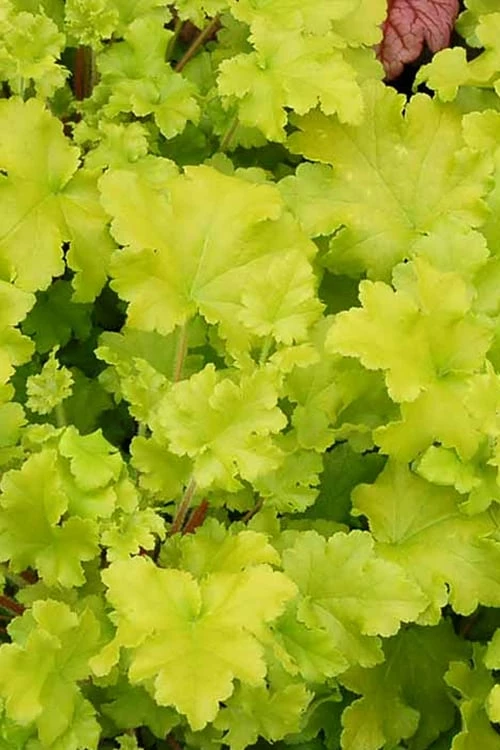 Twist Of Lime Heuchera (Coral Bells ) - 1 Gallon Pot 6 Twist Of Lime Heuchera (Coral Bells ) - 1 Gallon Pot - Image 6