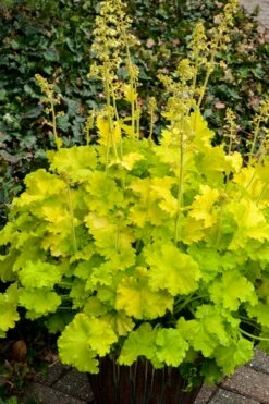 Twist Of Lime Heuchera (Coral Bells ) - 1 Gallon Pot 9 Twist Of Lime Heuchera (Coral Bells ) - 1 Gallon Pot -Wilson Bros Gardens Shop heuchera twist of lime coral bells 10 2